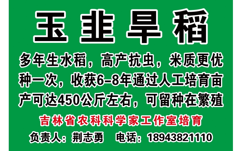 玉韭旱稻案例