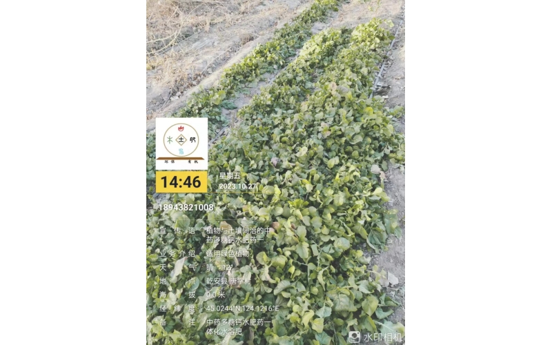 2023年&ldquo;食药同源&rdquo;臭菜露天二茬